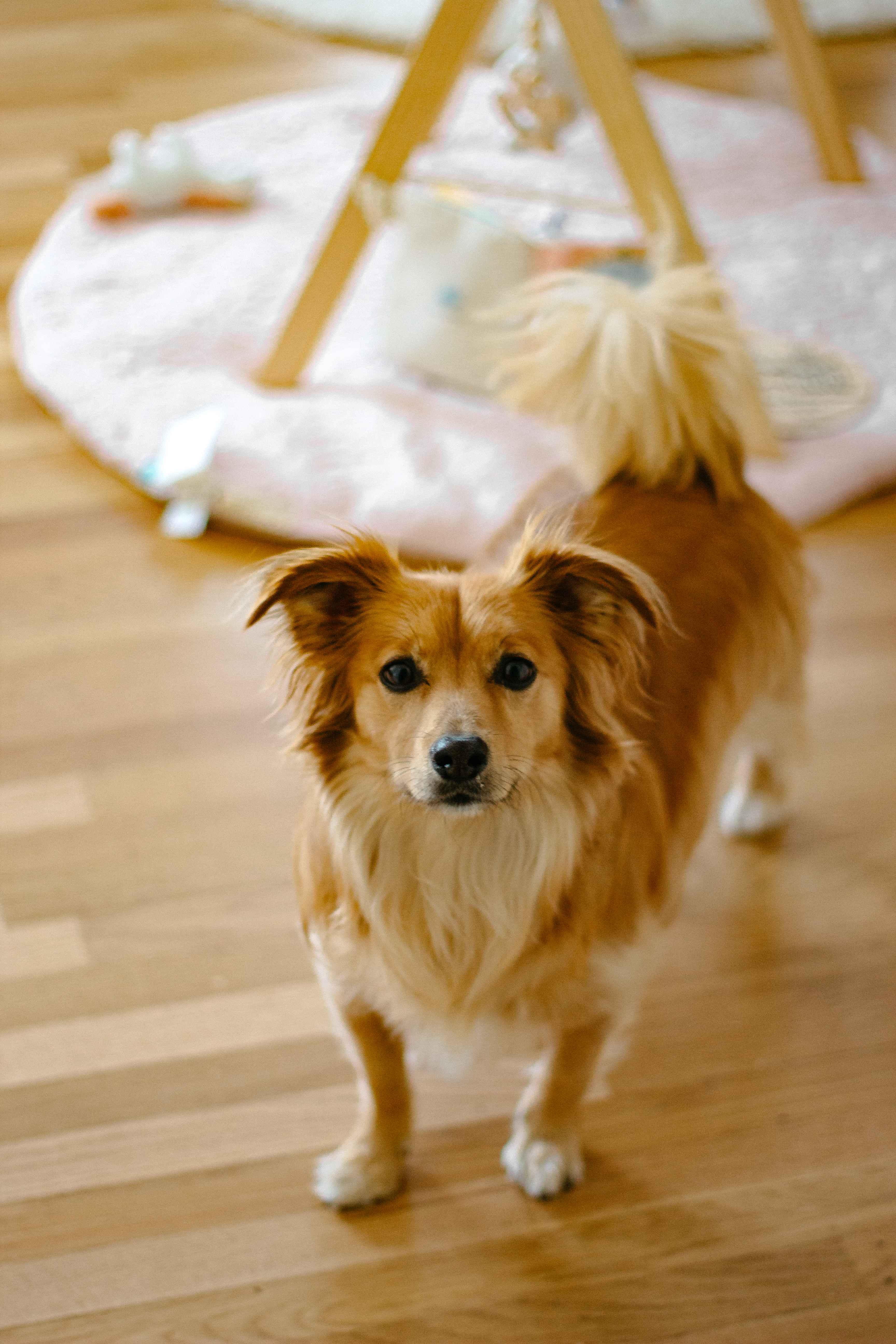 Family dog with baby items